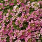 Alyssum (Lobularia Maritima) Easter Bonnet "Deep Pink" - во саксија Ø10